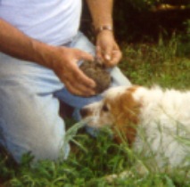 Ricerca di tartufo